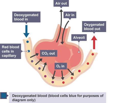 co2-gas-exchange